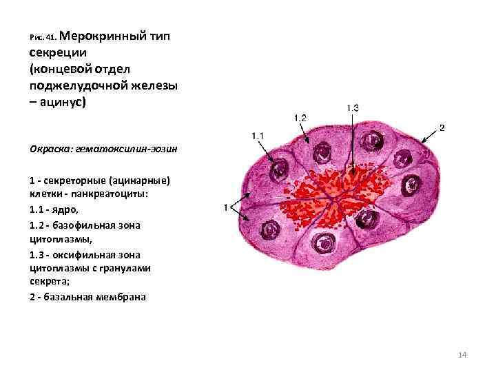 Мерокринный тип секреции (концевой отдел поджелудочной железы – ацинус) Рис. 41. Окраска: гематоксилин-эозин 1