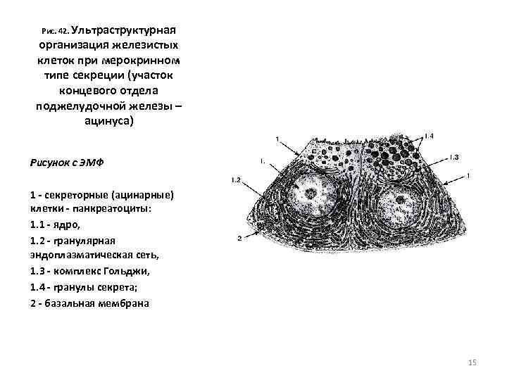 Рис. 42. Ультраструктурная организация железистых клеток при мерокринном типе секреции (участок концевого отдела поджелудочной