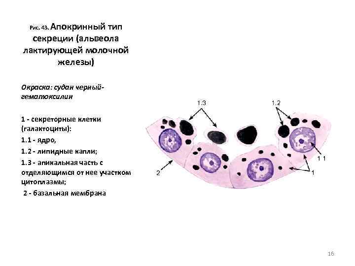 Апокринный тип секреции (альвеола лактирующей молочной железы) Рис. 43. Окраска: судан черныйгематоксилин 1 -