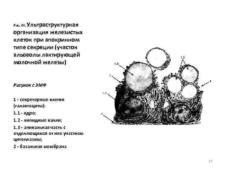 Ультраструктурная организация железистых клеток при апокринном типе секреции (участок альвеолы лактирующей молочной железы) Рис.