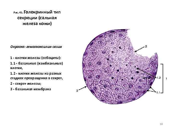 Железистые клетки