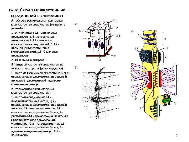 Рис. 30. Схема межклеточных соединений в эпителиях: А - область расположения комплекса межклеточных соединений