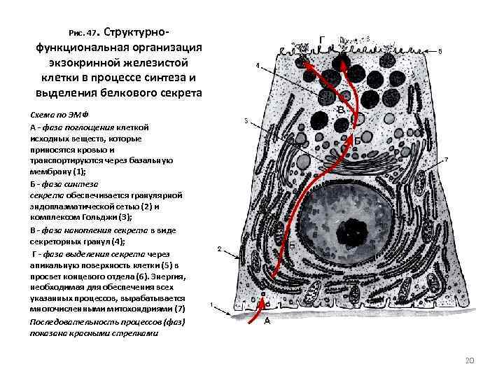 Рис. 47. Структурно- функциональная организация экзокринной железистой клетки в процессе синтеза и выделения белкового