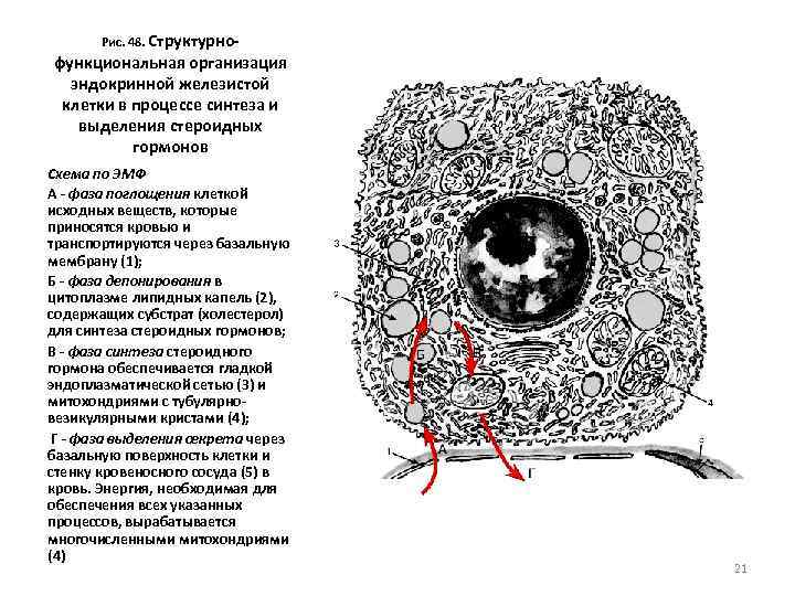 Рис. 48. Структурно- функциональная организация эндокринной железистой клетки в процессе синтеза и выделения стероидных