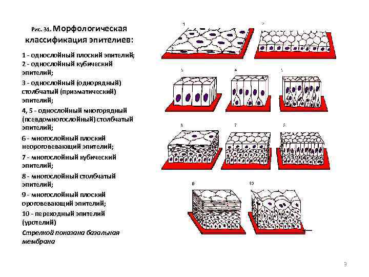 Рис. 31. Морфологическая классификация эпителиев: 1 - однослойный плоский эпителий; 2 - однослойный кубический