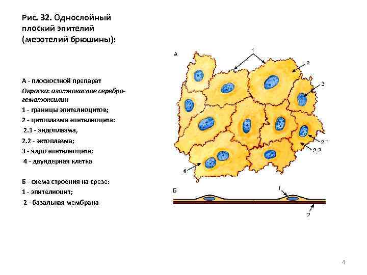 Рис. 32. Однослойный плоский эпителий (мезотелий брюшины): А - плоскостной препарат Окраска: азотнокислое сереброгематоксилин