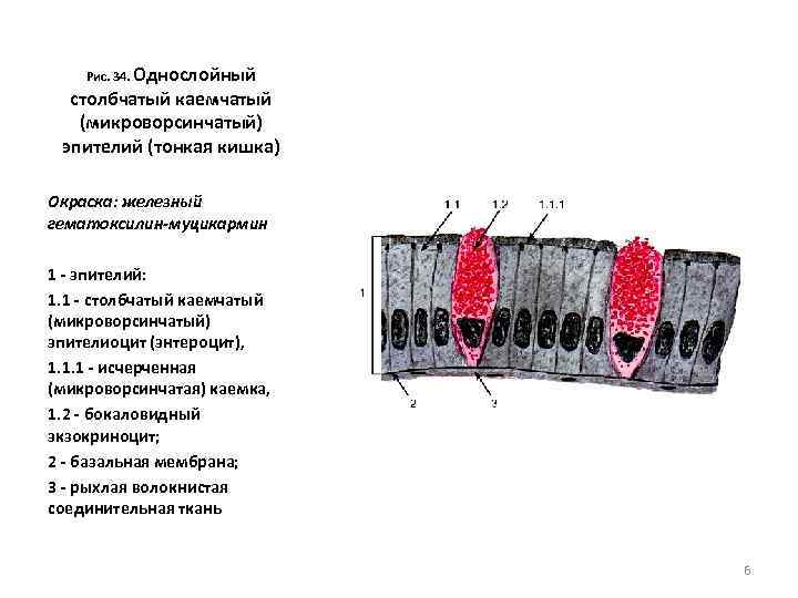 Рис. 34. Однослойный столбчатый каемчатый (микроворсинчатый) эпителий (тонкая кишка) Окраска: железный гематоксилин-муцикармин 1 -