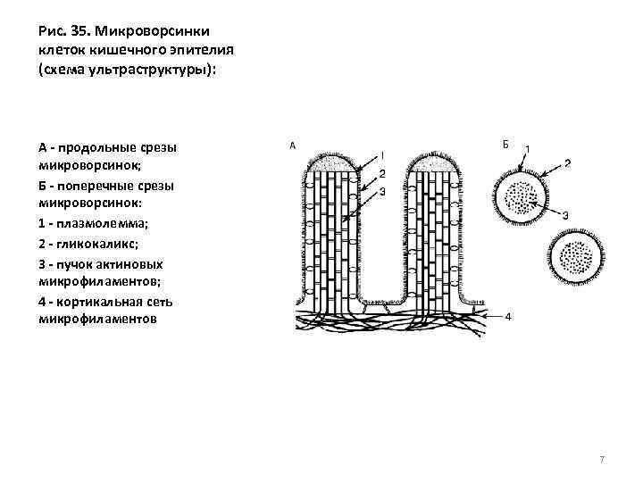 Рис. 35. Микроворсинки клеток кишечного эпителия (схема ультраструктуры): А - продольные срезы микроворсинок; Б