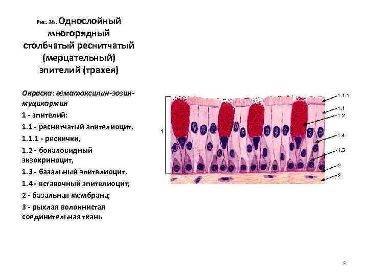Однослойный многорядный столбчатый реснитчатый (мерцательный) эпителий (трахея) Рис. 36. Окраска: гематоксилин-эозинмуцикармин 1 - эпителий: