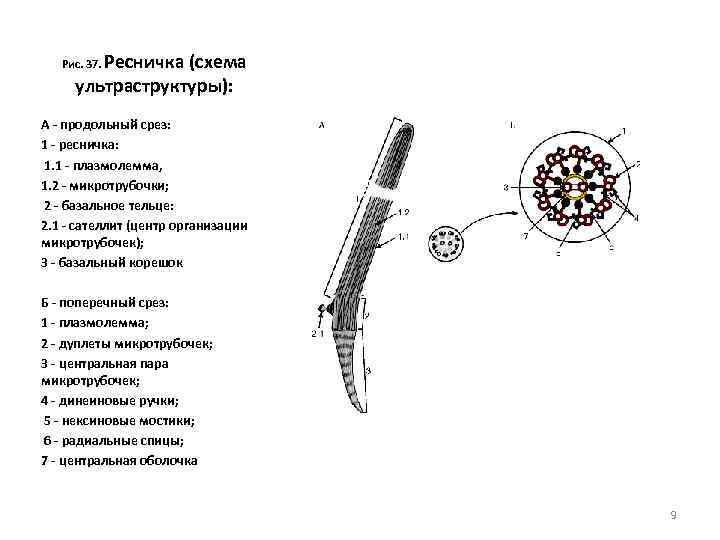 Ресничка (схема ультраструктуры): Рис. 37. А - продольный срез: 1 - ресничка: 1. 1