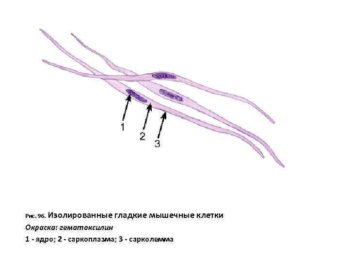 Рис. 96. Изолированные гладкие мышечные клетки Окраска: гематоксилин 1 - ядро; 2 - саркоплазма;