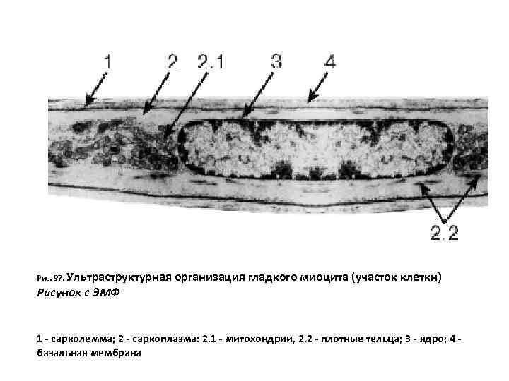 Рис. 97. Ультраструктурная Рисунок с ЭМФ организация гладкого миоцита (участок клетки) 1 - сарколемма;