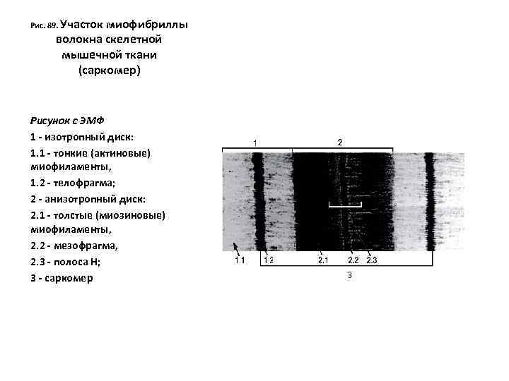 Рис. 89. Участок миофибриллы волокна скелетной мышечной ткани (саркомер) Рисунок с ЭМФ 1 -