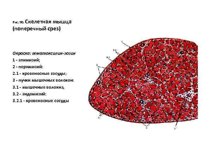 Скелетная мышца (поперечный срез) Рис. 90. Окраска: гематоксилин-эозин 1 - эпимизий; 2 - перимизий: