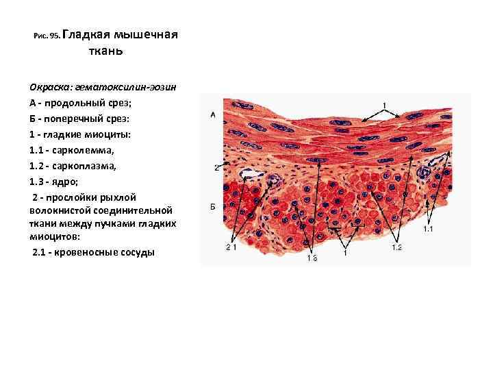 Название гладкой ткани. Миоциты гистология. Продольный и поперечный срез гладкой мышечной ткани. Гладкая мышечная ткань. Окраска гематоксилином и эозином.