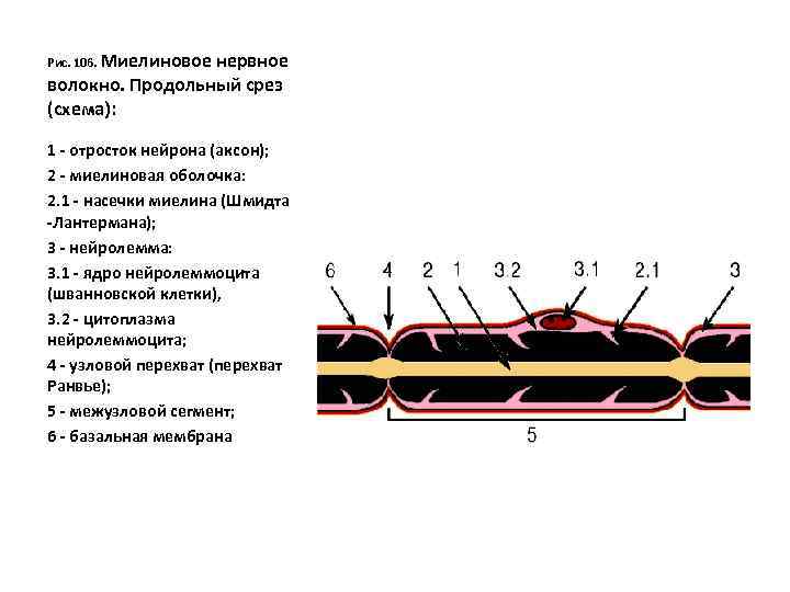 Рис. 106. Миелиновое нервное волокно. Продольный срез (схема): 1 - отросток нейрона (аксон); 2