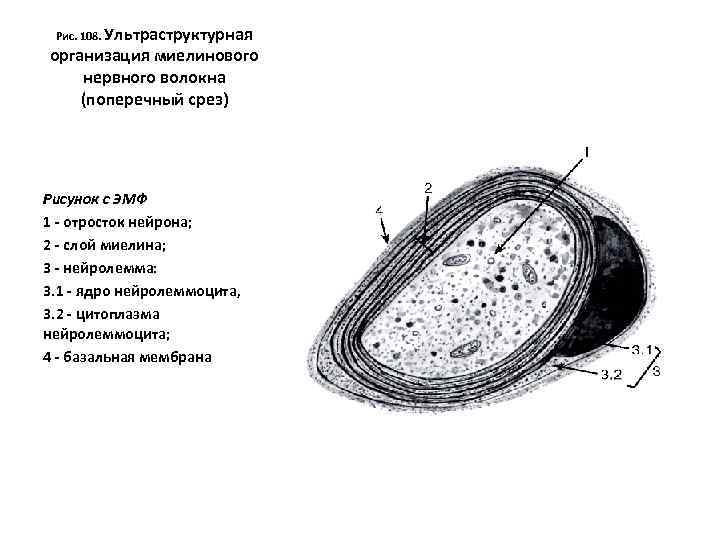 Рис. 108. Ультраструктурная организация миелинового нервного волокна (поперечный срез) Рисунок с ЭМФ 1 -