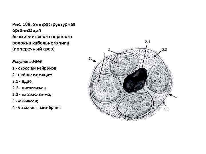Рис. 109. Ультраструктурная организация безмиелинового нервного волокна кабельного типа (поперечный срез) Рисунок с ЭМФ