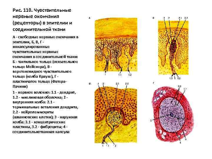 Рис. 110. Чувствительные нервные окончания (рецепторы) в эпителии и соединительной ткани A - свободные