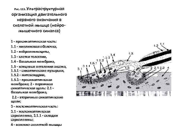 Рис. 113. Ультраструктурная организация двигательного нервного окончания в скелетной мышце (нейромышечного синапса) 1 -