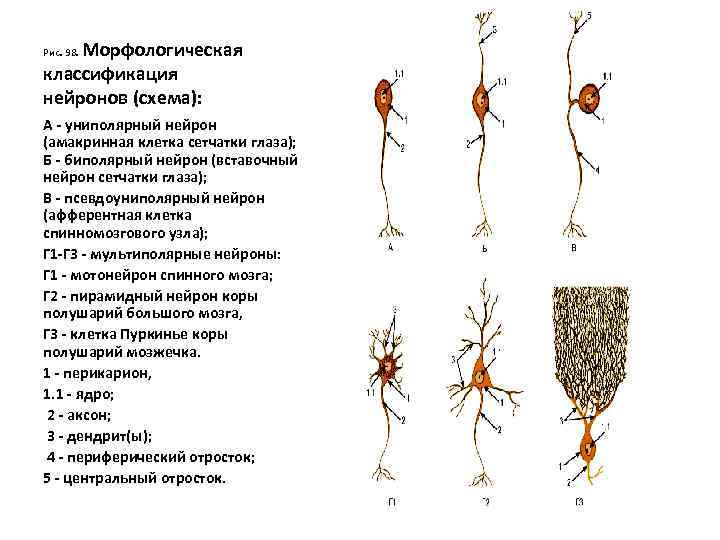 Морфологическая классификация нейронов (схема): Рис. 98. A - униполярный нейрон (амакринная клетка сетчатки глаза);