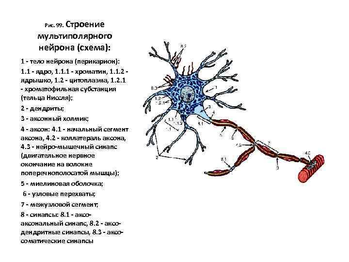 Псевдоуниполярный нейрон обозначен на рисунке буквой