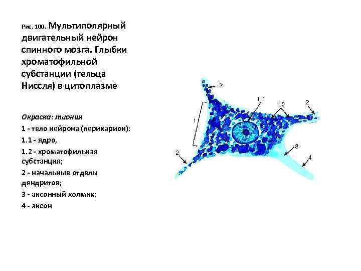 Псевдоуниполярный нейрон обозначен на рисунке буквой