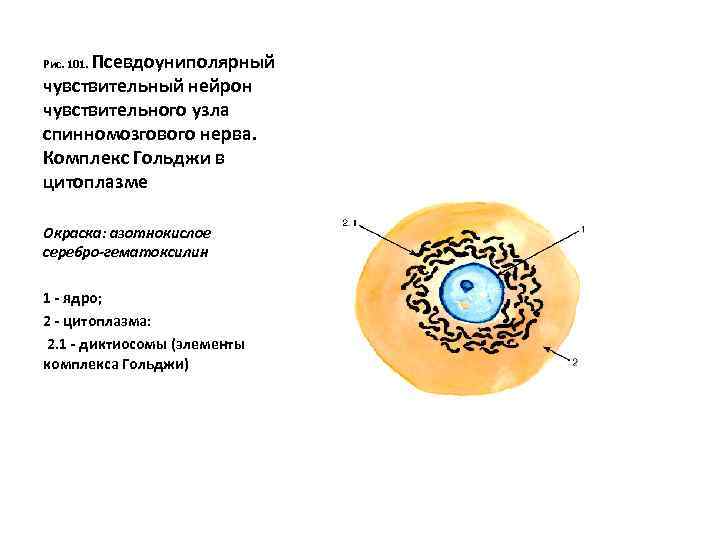 Псевдоуниполярный чувствительный нейрон чувствительного узла спинномозгового нерва. Комплекс Гольджи в цитоплазме Рис. 101. Окраска: