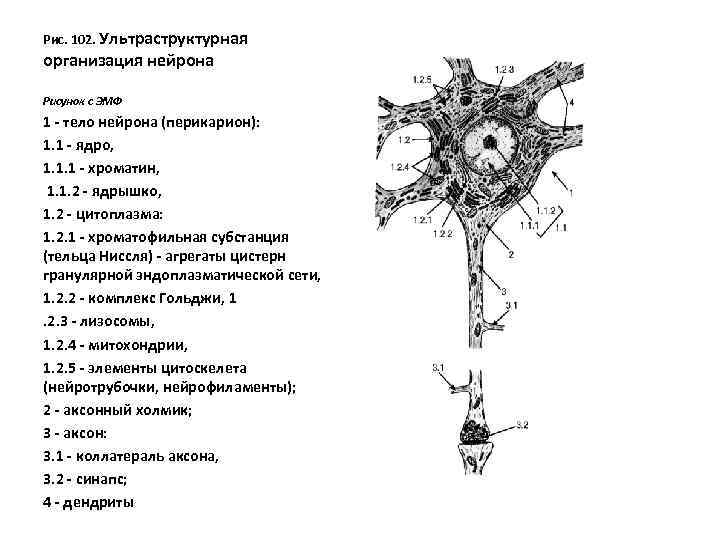 Доклад по теме Загальні відомості про дзеркальні нейрони