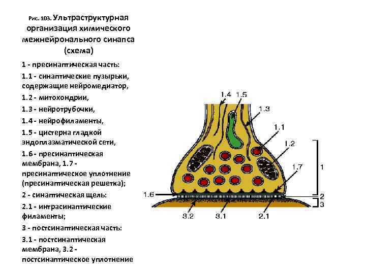 Рис. 103. Ультраструктурная организация химического межнейронального синапса (схема) 1 - пресинаптическая часть: 1. 1