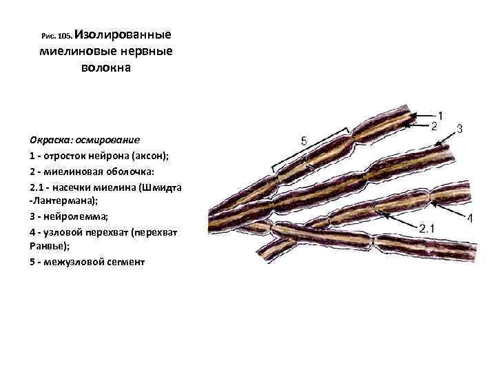 Изолированные миелиновые нервные волокна Рис. 105. Окраска: осмирование 1 - отросток нейрона (аксон); 2