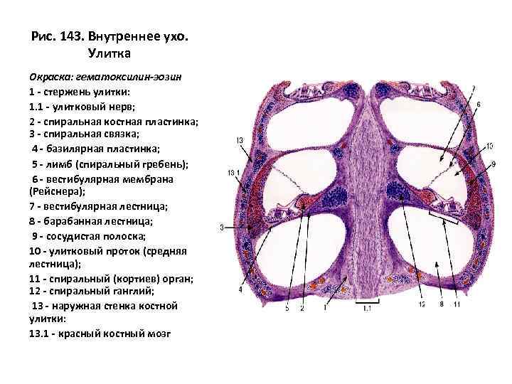 Рис. 143. Внутреннее ухо. Улитка Окраска: гематоксилин-эозин 1 - стержень улитки: 1. 1 -