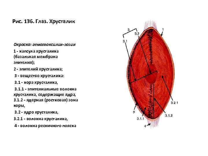 Рис. 136. Глаз. Хрусталик Окраска: гематоксилин-эозин 1 - капсула хрусталика (базальная мембрана эпителия); 2