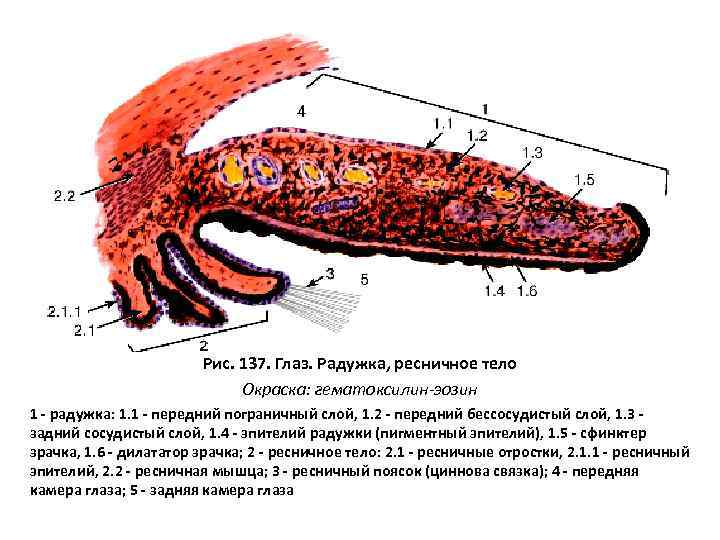 Рис. 137. Глаз. Радужка, ресничное тело Окраска: гематоксилин-эозин 1 - радужка: 1. 1 -