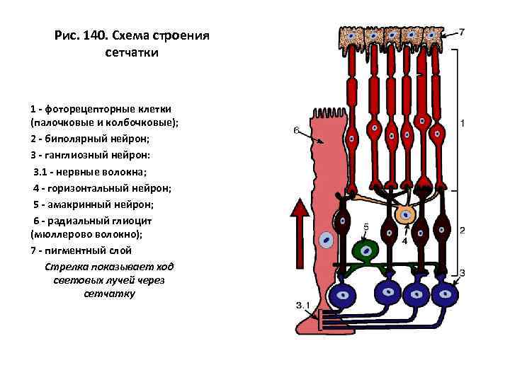 Рис. 140. Схема строения сетчатки 1 - фоторецепторные клетки (палочковые и колбочковые); 2 -