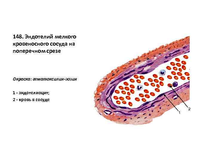 148. Эндотелий мелкого кровеносного сосуда на поперечном срезе Окраска: гематоксилин-эозин 1 - эндотелиоцит; 2
