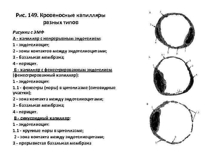 Рис. 149. Кровеносные капилляры разных типов Рисунки с ЭМФ А - капилляр с непрерывным