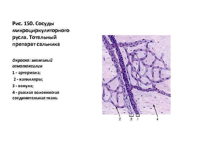 Рис. 150. Сосуды микроциркуляторного русла. Тотальный препарат сальника Окраска: железный гематоксилин 1 - артериола;