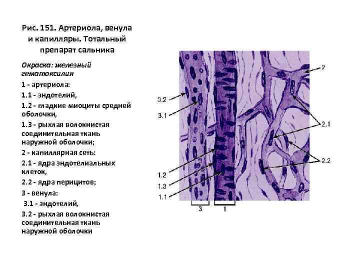 Легочные артериолы