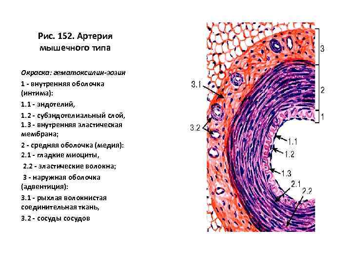 Артерия эластического типа схема