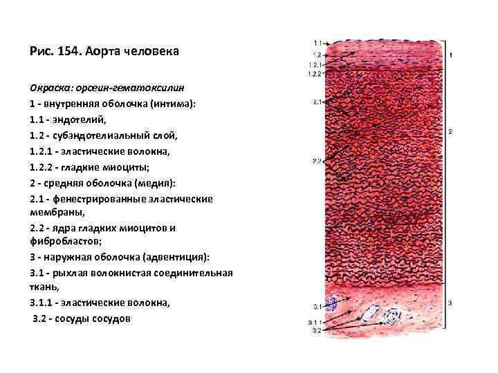 Артерия эластического типа рисунок