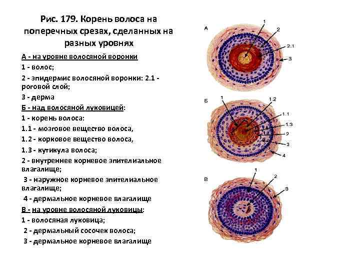 Данные поперечного среза