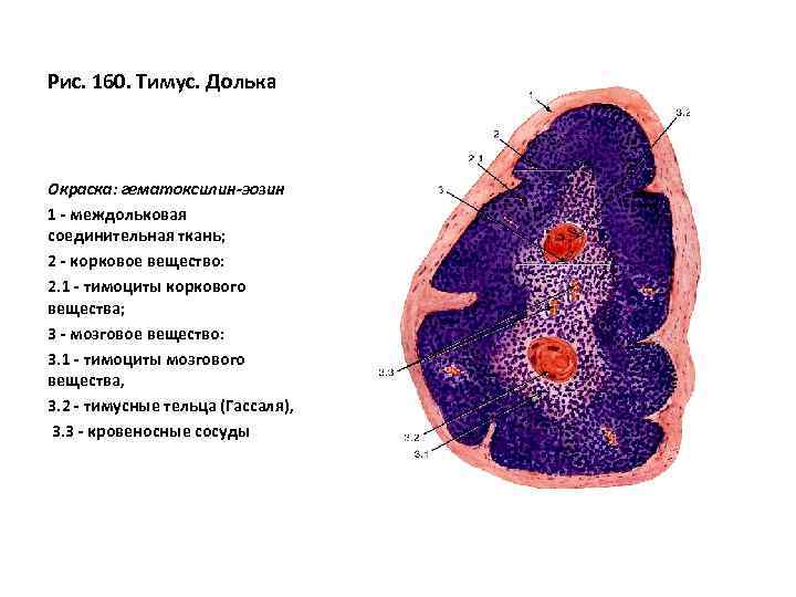 Рис. 160. Тимус. Долька Окраска: гематоксилин-эозин 1 - междольковая соединительная ткань; 2 - корковое