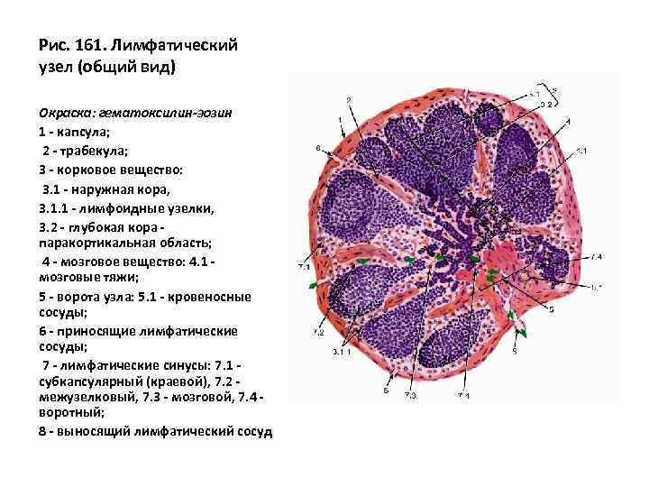 Селезенка гистология препарат рисунок