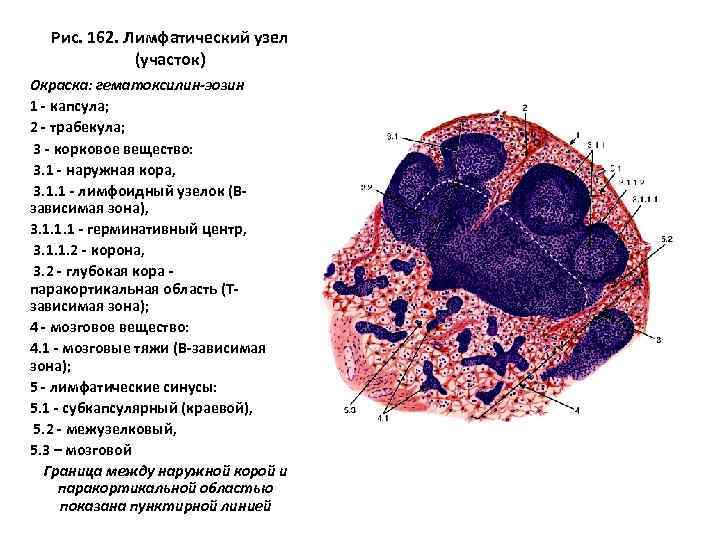 Лимфоузел гистология рисунок