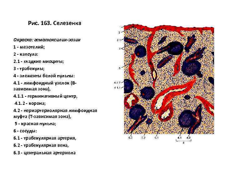 Рис. 163. Селезенка Окраска: гематоксилин-эозин 1 - мезотелий; 2 - капсула: 2. 1 -