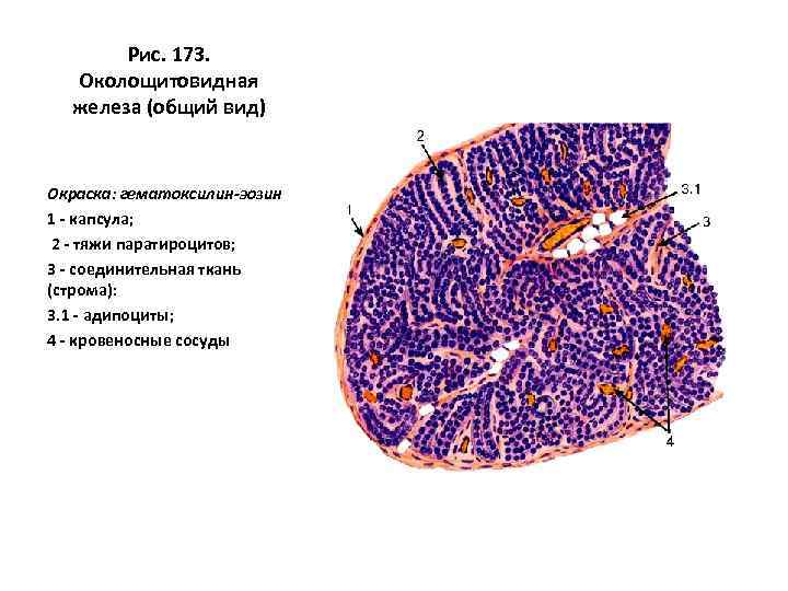 Рис. 173. Околощитовидная железа (общий вид) Окраска: гематоксилин-эозин 1 - капсула; 2 - тяжи