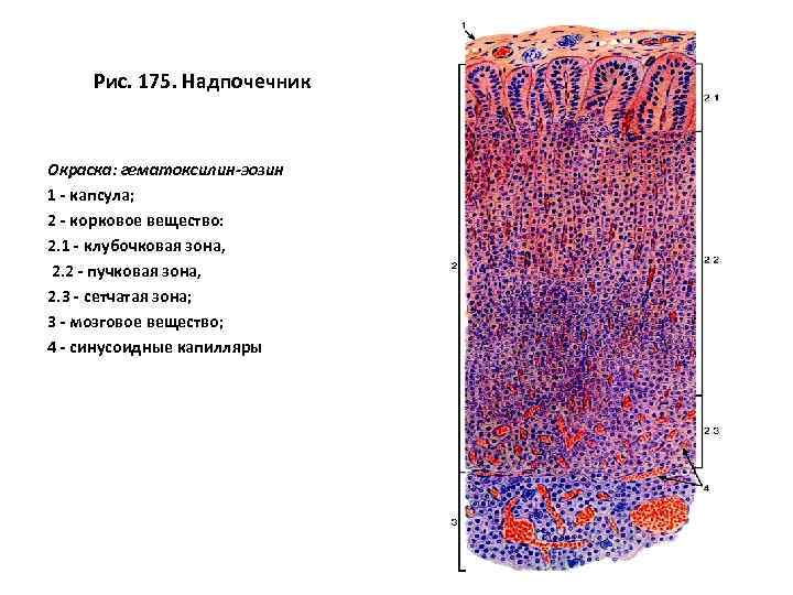Рис. 175. Надпочечник Окраска: гематоксилин-эозин 1 - капсула; 2 - корковое вещество: 2. 1