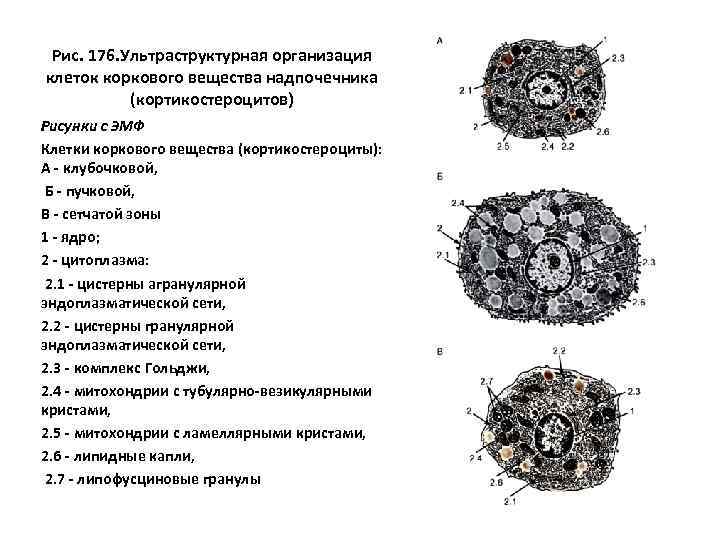 Рис. 176. Ультраструктурная организация клеток коркового вещества надпочечника (кортикостероцитов) Рисунки с ЭМФ Клетки коркового