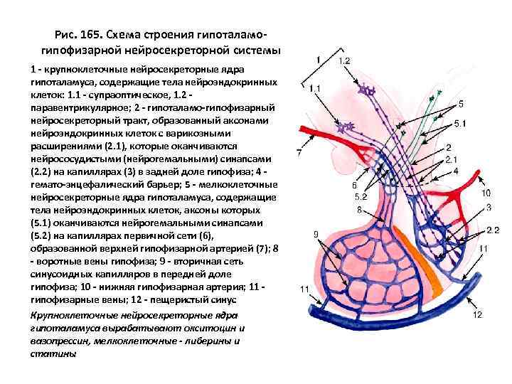 Рис. 165. Схема строения гипоталамогипофизарной нейросекреторной системы 1 - крупноклеточные нейросекреторные ядра гипоталамуса, содержащие